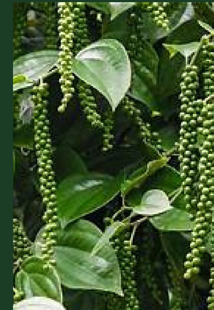 Black peppercorns